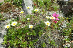 Sieversia pusilla