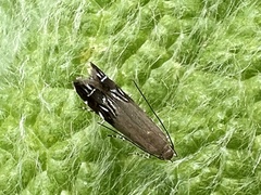 Anacampsis levipedella