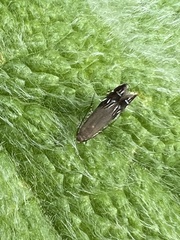 Anacampsis levipedella