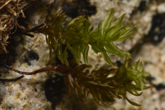 Oligotrichum