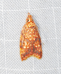 Lophopepla igniferella