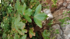 Acer monspessulanum