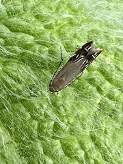 Anacampsis levipedella