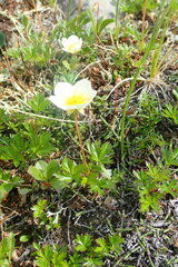 Sieversia pusilla