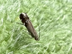 Anacampsis levipedella