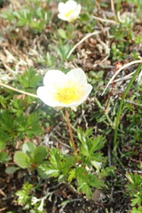 Sieversia pusilla