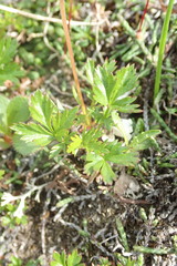 Sieversia pusilla