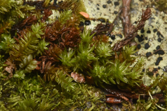 Oligotrichum