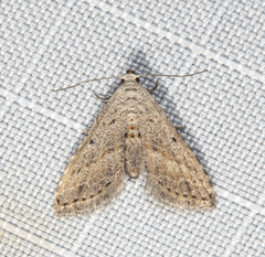 Araeopteron canescens