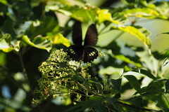 Papilio castor