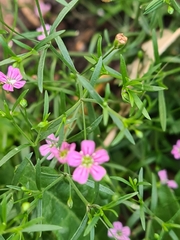 Psammophiliella muralis