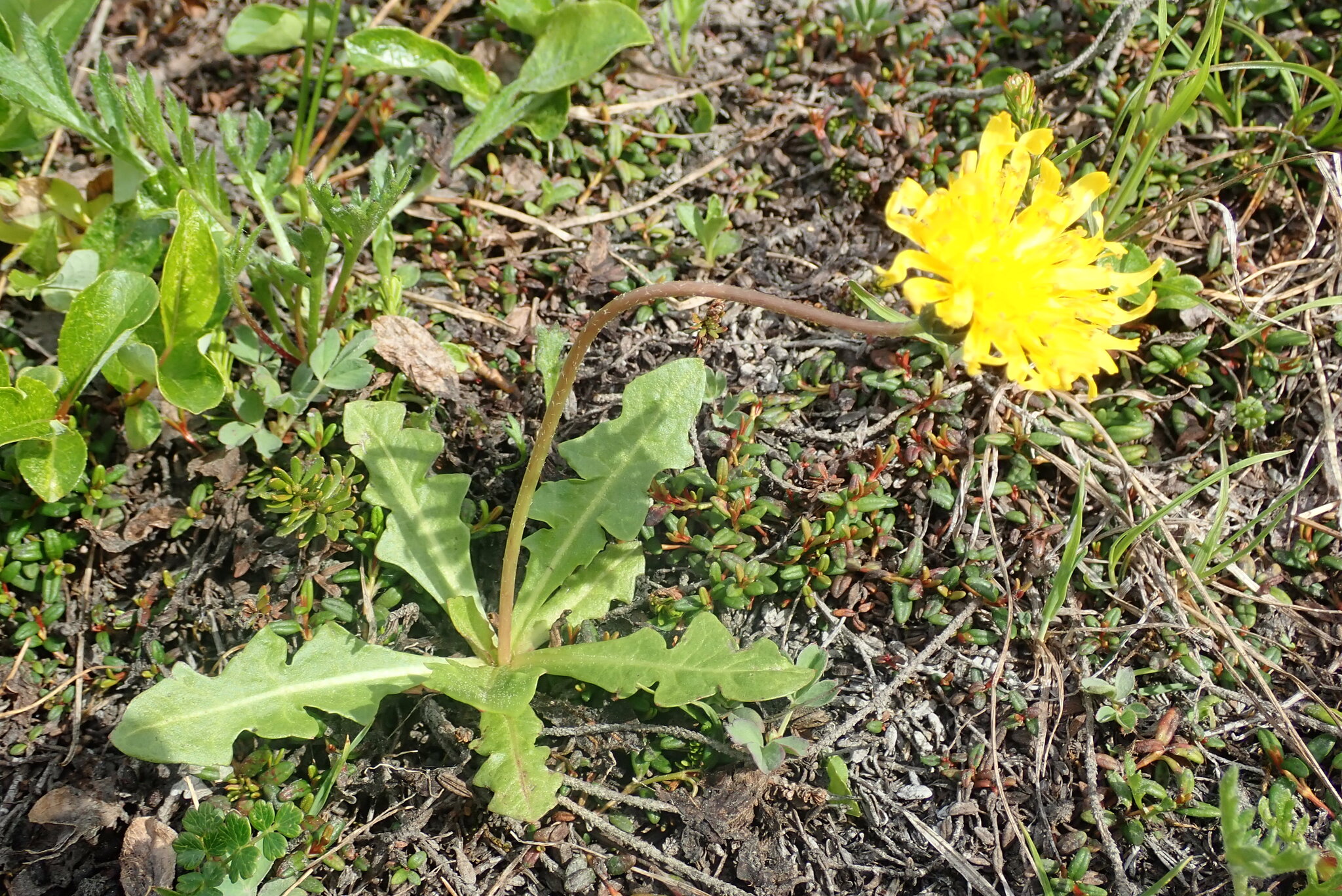 Dandelion