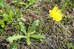 Taraxacum dilatatum
