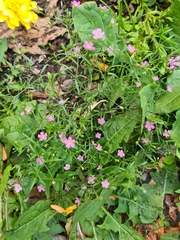 Psammophiliella muralis