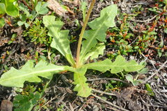 Taraxacum dilatatum