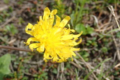 Taraxacum dilatatum