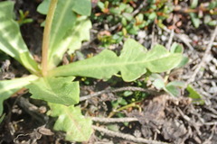 Taraxacum dilatatum