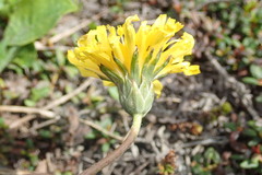 Taraxacum dilatatum