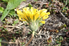 Taraxacum dilatatum