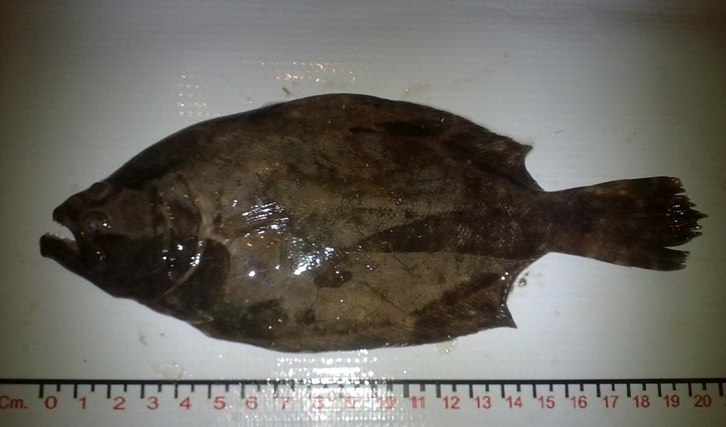 Cortez flounder (Paralichthys aestuarius) — Paralichthyidae