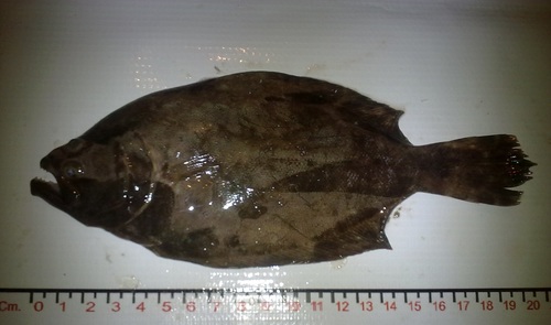 Cortez flounder (Paralichthys aestuarius) — Paralichthyidae