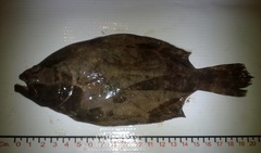 Paralichthys aestuarius