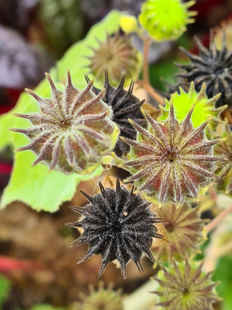 Abutilon theophrasti