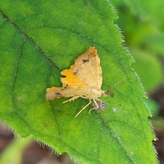 Mellilla xanthometata