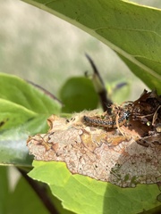 Omphalocera munroei