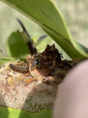 Omphalocera munroei