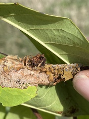 Omphalocera munroei