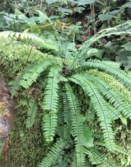 Asplenium formosum