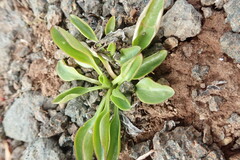 Oxygraphis glacialis