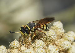 Philanthus ventilabris