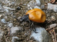 Chalcas obesa