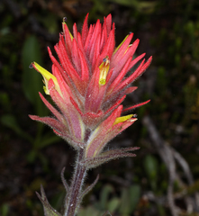 Castilleja peirsonii