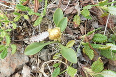 Oxygraphis glacialis