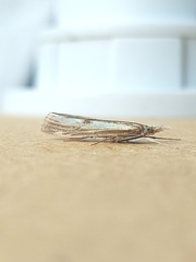 Agriphila inquinatella