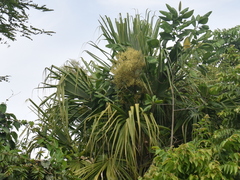 Sabal mauritiiformis