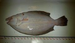 Paralichthys aestuarius