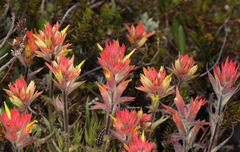 Castilleja peirsonii