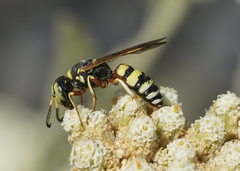 Philanthus ventilabris