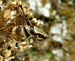 Eupholidoptera megastyla