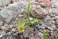 Oxygraphis glacialis