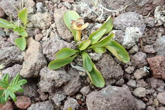 Oxygraphis glacialis