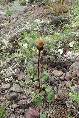 Packera heterophylla