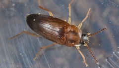 Hallomenus binotatus