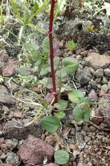 Packera heterophylla