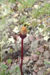 Packera heterophylla