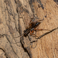 Agenioideus cinctellus